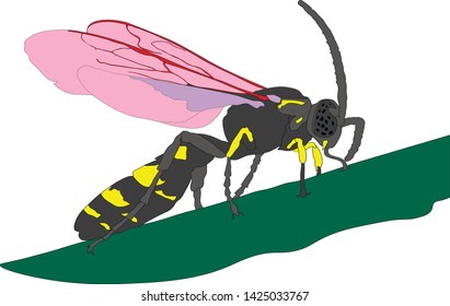 vector graphics earth wasp , fly , insect , collection
