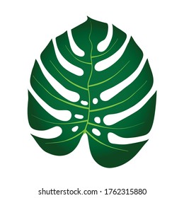 Vector graphics, exotic tropical palm monster leaf on a white background.
