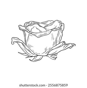 Vector graphics flower rose. Black and white drawing, hand drawn line art. Plant, realistic drawing of flower. Vintage line drawing. Flowers in engraving style. Hand drawn realistic open rosebud.