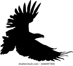 vector graphics flying bird of prey , eagle.
