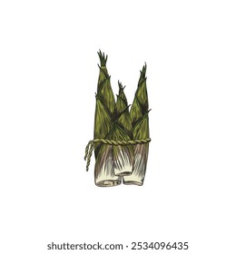 Vector graphics with green bamboo shoots tied with thread in the style of a graphic sketch isolated on a white background. Perfect for nature-inspired decor.