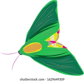 Vector graphics, green butterfly on a white background