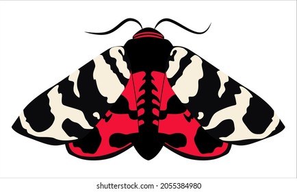 Vector graphics illustration red butterfly isolated on white background. Hand drawn illustration in flat style Eucharia festiva butterfly (Arctia festiva). Drawing in the style of an icon or sticker