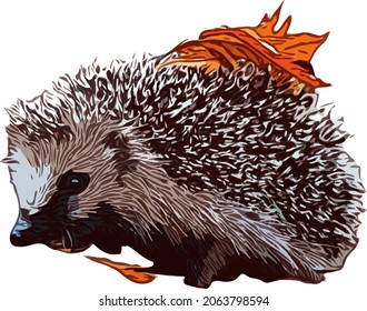Vector graphics. Image of a hedgehog.
It is used for various design projects, 
objects, things. Illustration without background. 
