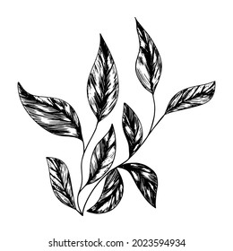 vector graphics, isolated leaf on white background, leaves hand drawing