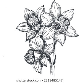 Vector graphics line art daffodils, hand-drawn. Daffodil flowers highlighted on a white background. Vector flowers for the highlights of a story, greeting card or invitation and logo design.