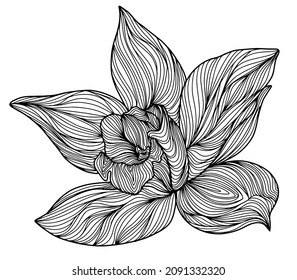 vector graphics, line art, flower, orchid