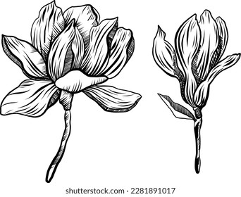 Vector graphics of magnolia. A branch with magnolia flowers line art. Magnolia bud sketch line art. Magnolia isolated illustration on a white background.