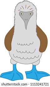 Vector graphics marine bird, blue-footed booby illustration, vector graphics blue-footed booby