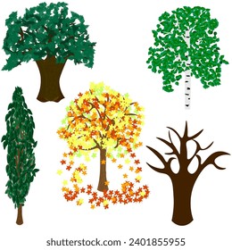 Vector graphics. On a white background with green foliage, oak, birch, poplar, maple with bright autumn foliage and oak without foliage.