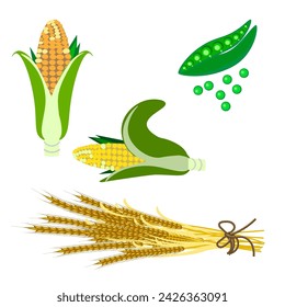 Vector graphics. On a white background, two ears of corn, green peas and tied ears of wheat.