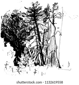 
Vector graphics. Outline of a black pen on a white background. Forest.