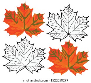 Vector graphics of a plant hand-drawn maple leaves autumn backgrounds and textures