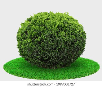 Gráficos vectoriales. Matorral vegetal realista en forma de matorral o enebro en césped verde
