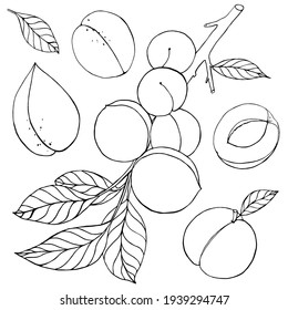 Gráficos vectoriales de estilo realista aislados en fondo blanco. Conjunto de albaricoques realistas en una rama con hojas y una sección de fragantes frutas de verano dibujadas a mano ilustración en blanco y negro.