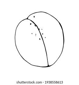 Gráficos vectoriales en un estilo realista sobre un fondo blanco. Abaricoque realista aromático fruto de verano negro y blanco delineado a mano ilustración.