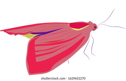 Vector graphics, red butterfly on a white background