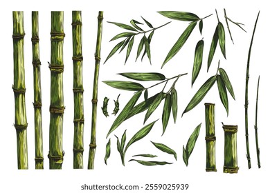Vector graphics with a set of bamboo branches, leaves and stems in a minimalistic design on a white background. Ideal for decoration and outdoor use