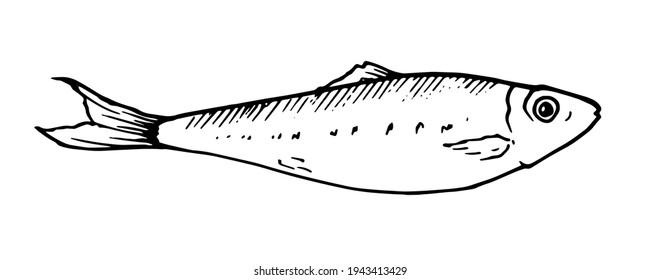 vector graphics of stylized fish with dots and stripes on the back element for your design. a drawing of a small sprat, drawn in the style of linear doodle art. The seafood menu includes sardines 
