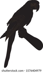 vector graphics tame, exotic parrot sitting on a man's hand