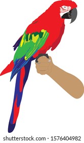 vector graphics tame, exotic parrot sitting on a man's hand