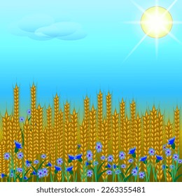 Vector graphics. There is a bright sun and a small cloud in the blue sky. Field of ripe wheat and blue cornflowers.