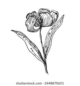 Vector graphics tulip. Flower tulip line art