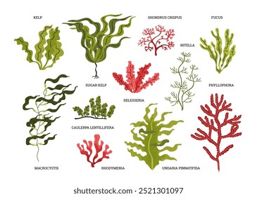 Gráficos vetoriais com vários tipos de algas exóticas com folhas onduladas graciosas e troncos finos mostrando um ecossistema subaquático rico, para criar gráficos marinhos