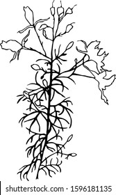 Vector graphics wild flowers on white background pattern for all prints on hand drawing style.