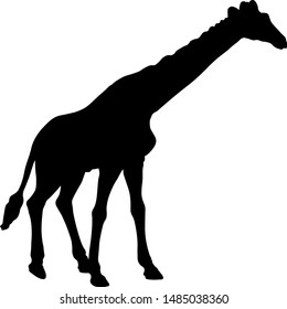 vector graphics of a wild nature giraffe