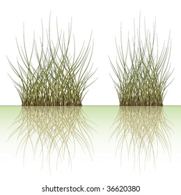 vector grass