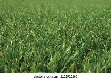Vector of grass background. Symbol of park and nature.