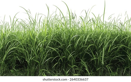 Vector grass fields cutout, greenery meadow foreground, nature background, landscape elements, summer grass, fresh meadow, eco friendly design, outdoor environment