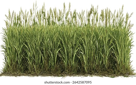 Vector grass fields farming growth isolated transparent background, rural landscape, agriculture, green meadow, crop fields, nature, environment, farming