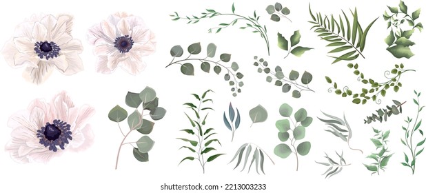 Vector grass and flower set. Eucalyptus, different plants and leaves. White anemones, branches with flowers