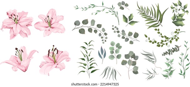Vector grass and flower set. Eucalyptus, different plants and leaves. Pink lilies , branches with flowers