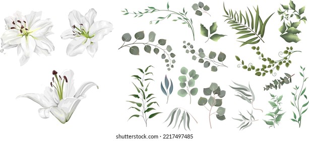 Vector grass and flower set. Eucalyptus, different plants and leaves. White lilies , branches with flowers
