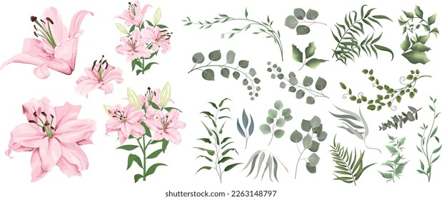 Césped vectorial y conjunto de flores. Eucalipto, diferentes plantas y hojas. Lirios rosas, ramas con flores