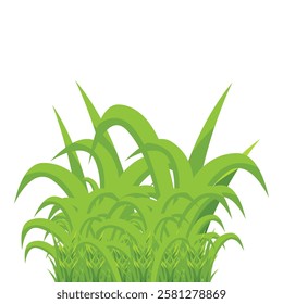 vector grass, flowers, stones on white background
