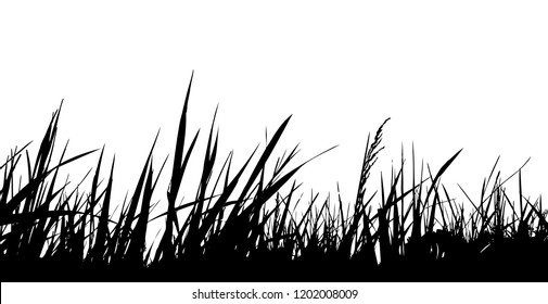 vector grass isolated on white background