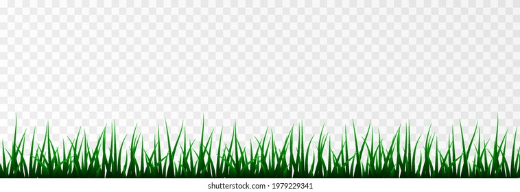 Vector grass. Grass, lawn, field. Young grass png.