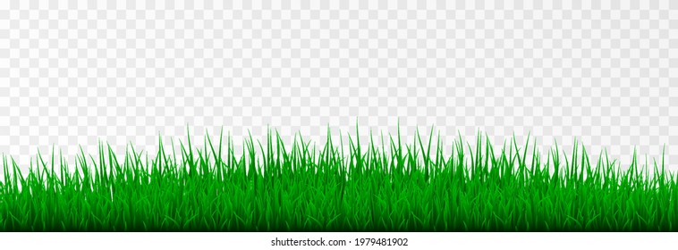 Vector grass. Grass, lawn, field. Young grass png.