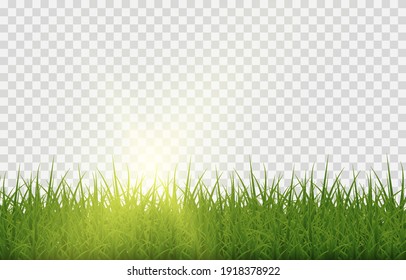 Vector Grass, Lawn. Grasses Png, Lawn Png. Young Green Grass With Sun Glare.