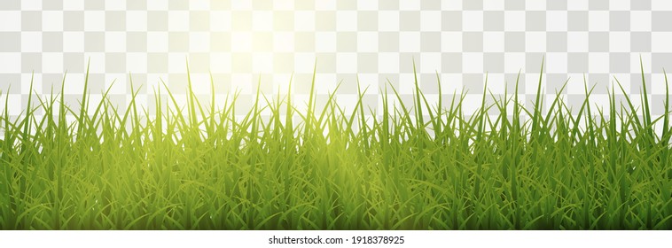 Vector Grass, Lawn. Grasses Png, Lawn Png. Young Green Grass With Sun Glare.