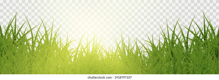 Vector grass, lawn. Grasses png, lawn png. Young green grass with sun glare.