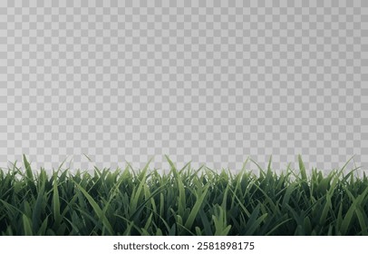 Vector grass, lawn. Grasses png, lawn png. Young green grass. Grass border, vector illustration.