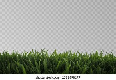 Vector grass, lawn. Grasses png, lawn png. Young green grass. Grass border, vector illustration.