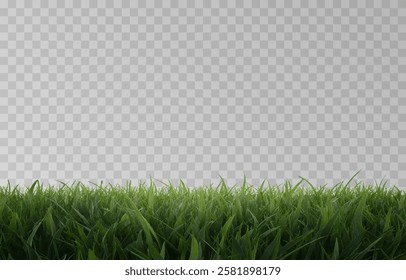 Vector grass, lawn. Grasses png, lawn png. Young green grass. Grass border, vector illustration.