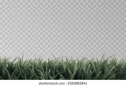 Vector grass, lawn. Grasses png, lawn png. Young green grass. Grass border, vector illustration