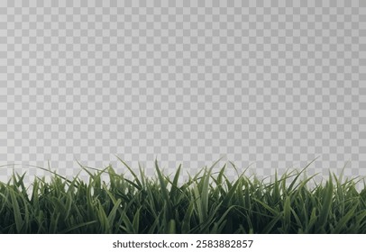 Vector grass, lawn. Grasses png, lawn png. Young green grass. Grass border, vector illustration